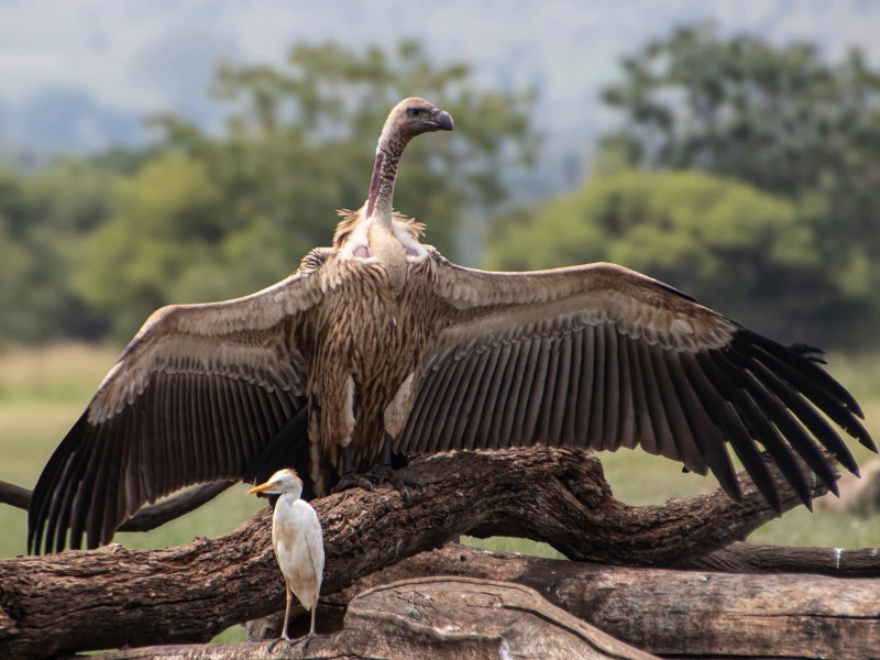 Discover the World of African Vultures with Vulpro.