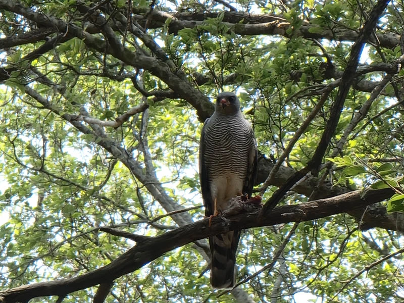 Watch Birds at Magiliesburg